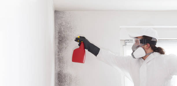 Best Toxic Mold Removal  in Kent Acres, DE