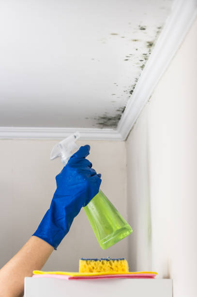 Best Attic Mold Removal  in Kent Acres, DE