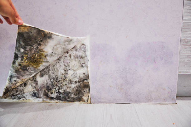Best Mold Damage Repair  in Kent Acres, DE